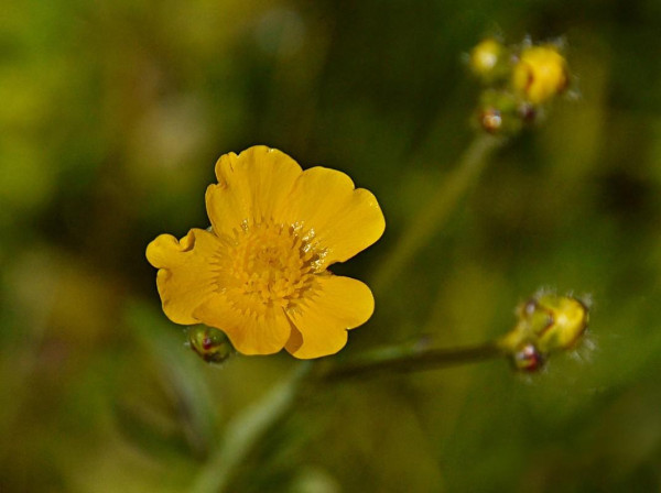 A somewhat shiny deep gold buttercup flower with slightly ruffly edges to the petals. We can see a couple of blurry stems behind with more buds, and the blurred light to very dark green and goldy browny background looks a little like an abstract painting