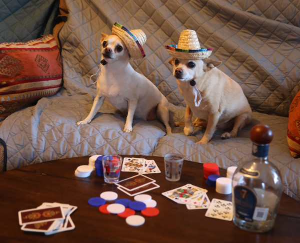 Two tan-colored little dogs are sitting on a couch, each wearing a tiny Mexican sombrero hat. The table in front of them contains scattered poker chips, playing cards, a nearly empty bottle of tequila, and two shot glasses.