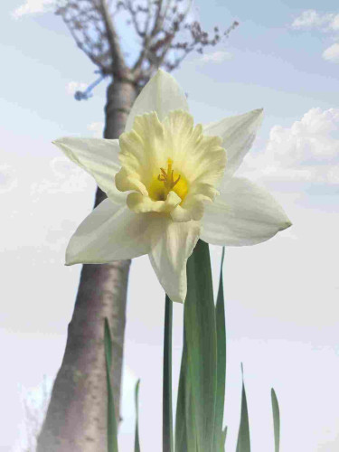 One narcissus, paperwhite flower with muted yellow center.

A barren tree with new buds atop is in background.