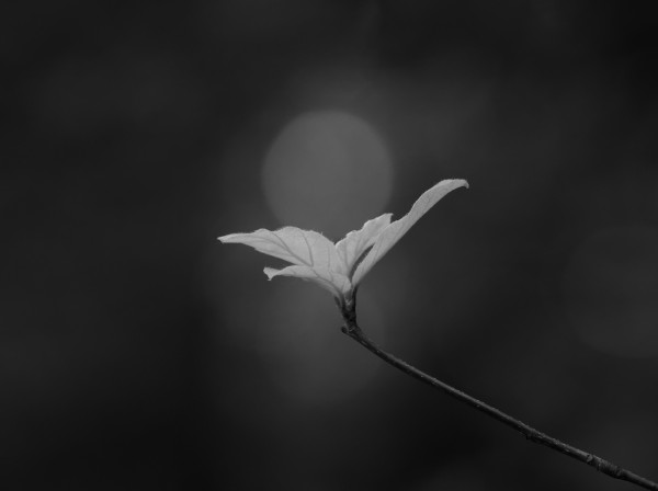 Black and white photo of a bunch of fresh leaves on a long thin twig. Cradled in the opening leaves is a single bokeh ball. The background is dark gray and out of focus.