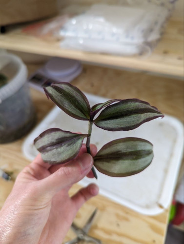My hand holding a normal tradescantia zebrina stem from the top