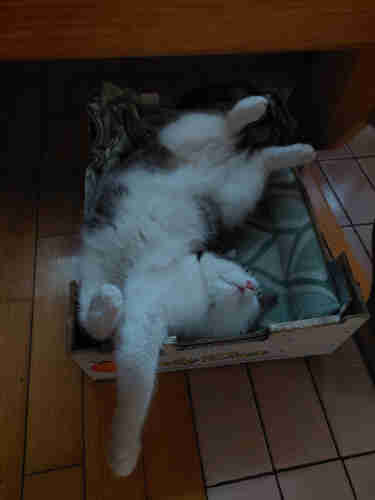 cat sleeping on his back in a funny way (not looking comfortable)