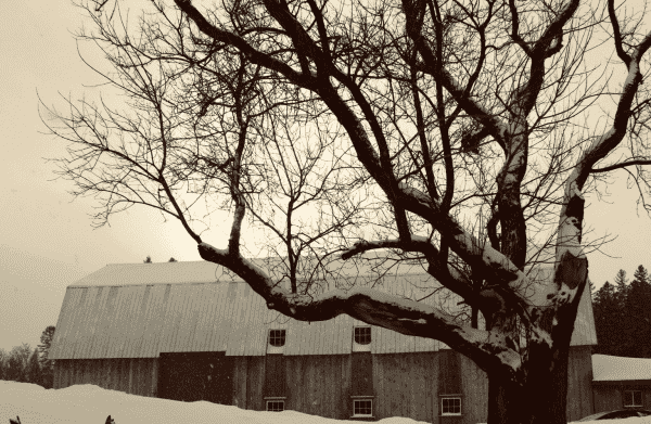 Photography of a big tree with no leaves, because it is winter, in front of a barn in a rural setting. The tree has one big trunk that divides in two, each also divides in two or three trunks. This is typical of deciduous trees with no apical dominance, meaning that the growing pattern is equally distributed in an umbrella shape, and not into a conical shape. The barn has a metal silver roofing, greying cedar walls, red window frames and a red painted door. The sun is visible through the light grey cloudy sky and snow is slowly falling down. This is a small part of the world where the photographer lives, and she has been waiting for the right moment to take this picture, in Lanaudière, Québec, in January 2024.