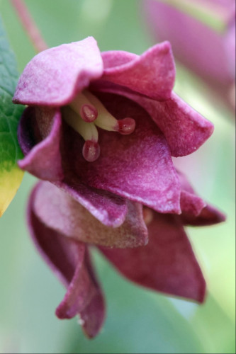 Closeup of a pair of plum-coloured bell-shaped flowers as seen from below. We can up inside one of the flowers, where there are 3 pale, wide stamens with pinky-red bobbles on the end that look like they're made of jelly.