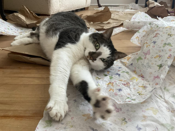 A cat playing in gift wrap detritus 