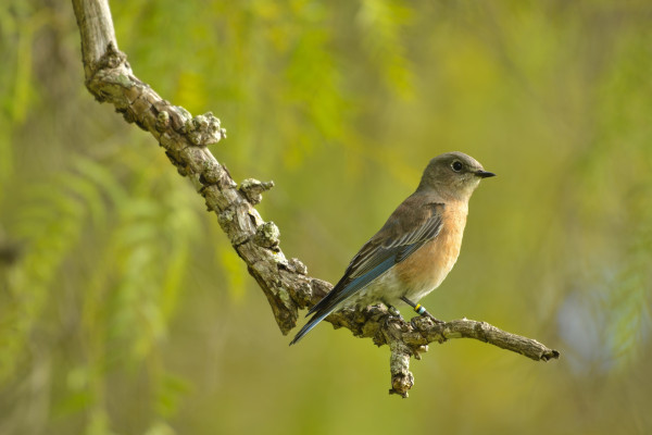 Western bluebird perched in a tree with a green background