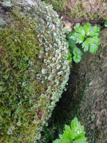 Lichen and moss seen from above on a stone tha looks almost like a "cliff". the leaves of some other plants around (butterblume in german).