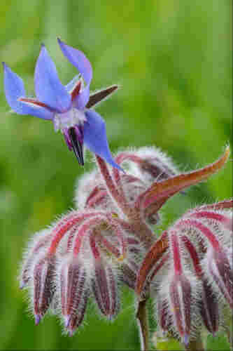 A sky-blue flower with sharply swept-back petals and long conical black stamen lifts above the rest of a cluster of hairy flower buds from the same plant. In the background, a mass of blurry green grass