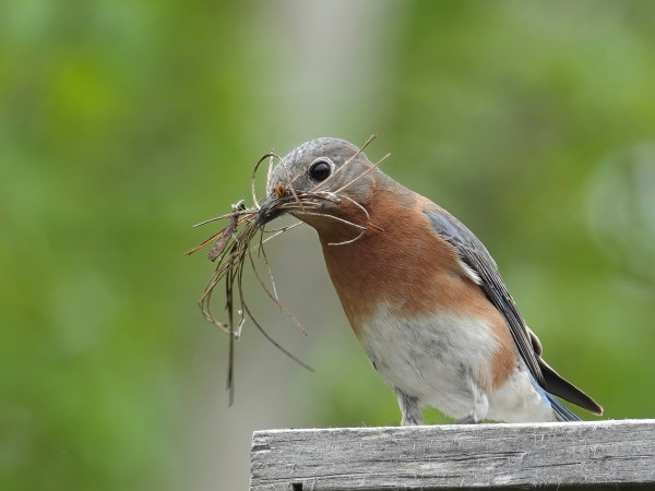 A female Eastern Bluebird on the nest box with pine needles in its beak