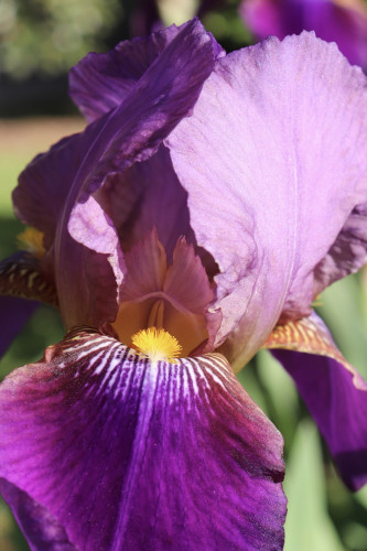 Photograph of a bearded iris flower with light violet upper petals, dark violet lower petals, and a yellow, hairy tuft running out from the center along a lower petal.