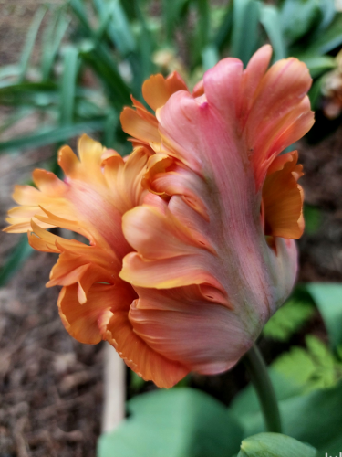 A dusky orange and mauve tulip bloom with dissected, rounded petals against an out of focus planting bed.