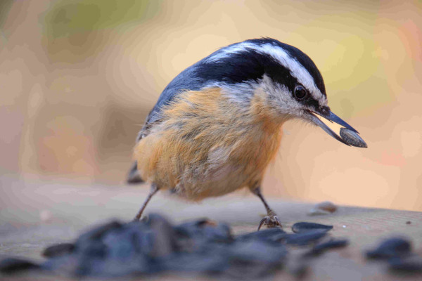 A red-breasted nuthatch stands amid black oil sunflower seeds, holding a sunflower seed in its beak, looking down and to the right to determine if it chose the right seed.