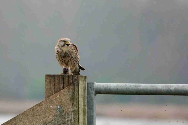 Common kestrel on a fence pole with prey pinned with its claws