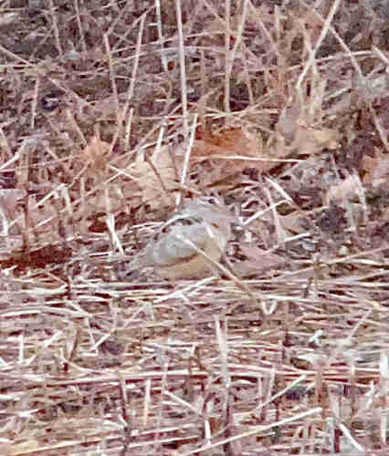 Photograph shows a small brown and beige bird, well camouflaged in dry reeds and grass.