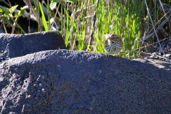A small bird perched on an interesting blue-gray lava rock. It is quite spherical, with a little useful sparrow-beak glowing in the sunlight. Its main marking is a huge number of brown streaks, which seen nearly head-on make a sort of wild starburst. Its head is turned just enough to expose a flash of pollen-yellow eyeshadow above its beady eye.