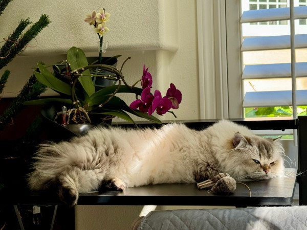 A fluffy white cat lies across a dark wooden desk with eyes slit open and a look of deep suspicion paired with annoyance. There are two orchids on the desk behind her. A couple of thin sunbeams cut across her body and face. 
