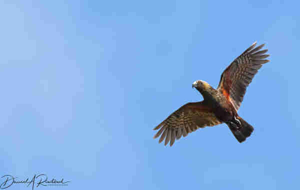 bird with short broad head and red underwings, flying against a blue sky