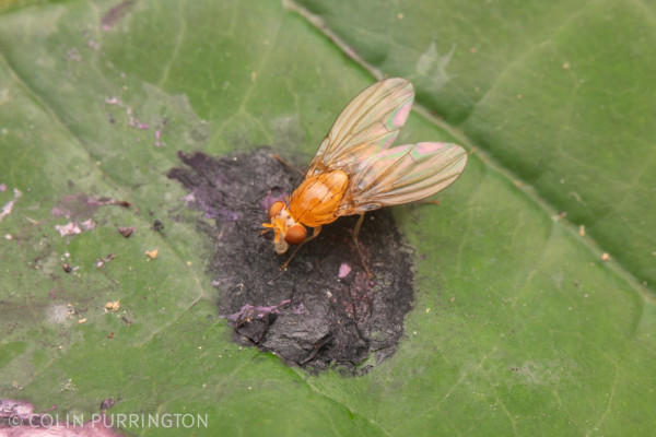 Yellow fly eating dark purple bird droppings on a green leaf.