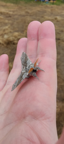 Cute grey moth with yellow antennae sat on my hand, warming its wings.