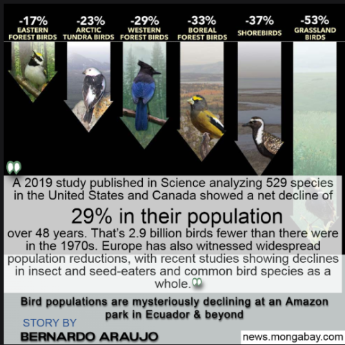 Photos of six types of birds, along with a percentage of their declines: eastern forest birds 17%, arctic tundra birds 23%, western forest birds 29%, boreal forest birds 33%, shorebirds 37%, and grassland birds 53%. This is above a paragraph quoted from the link article. That paragraph begins: "A 2019 study published in Science..."