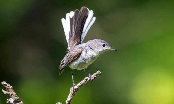 Small gray bird with uplifted black and white tail, perched on a bare twig
