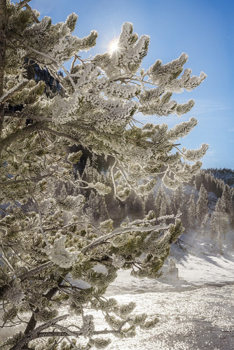 Rime covered pine branches glisten in the sunlight with a backdrop of a frosty winter landscape. A bright sunstar peeks through the ice needles making for a visual treat in the winter in Yellowstone National Park. 