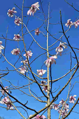 Large, pink magnolia blossoms on a slender tree against a blue, blue sky.