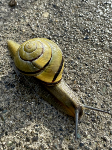 Close up of snail on sidewalk. 