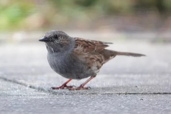 Dunnock on garden terrace looking up to the left. Little brown bird with grey head and chest, orange feet