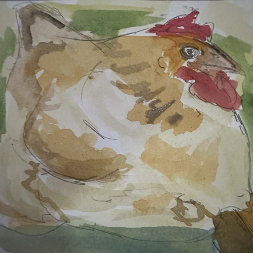 A fluffy tan hen