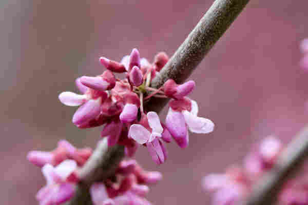 Redbud branch with opening blooms