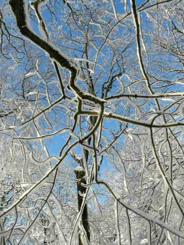 Looking up into snow covered branches against a bright blue sky. The undersides of the branches are very dark and contrast with the snow - reminiscent of humbugs! Jan 2019, Mam Tor