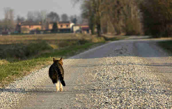 A tabby cat walks away down a gravel road, its body facing away from the viewer, heading towards an unfocused rural landscape with trees and buildings under a soft evening light.