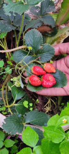 Holding four ripe strawberries on one of the leaves of the plant places on my hand.