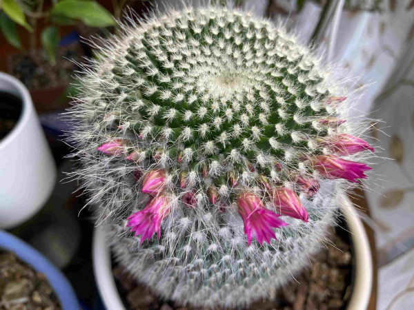 Looking down at an old lady cactus. It looks more green on top and more white on the sides, but that's just because the perspective makes the white thorns look thicker when looking down at them. Purple-pink flowers are starting to grow in a ring around the top. 