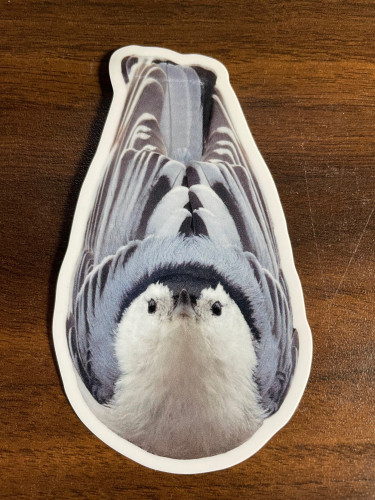 sticker of an upside down, front facing nuthatch with a white border on a dark brown wooden surface