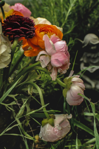 This is a photo of orange, red, and pink ranunculus fanned out in the grass, a stone fairy in the background.