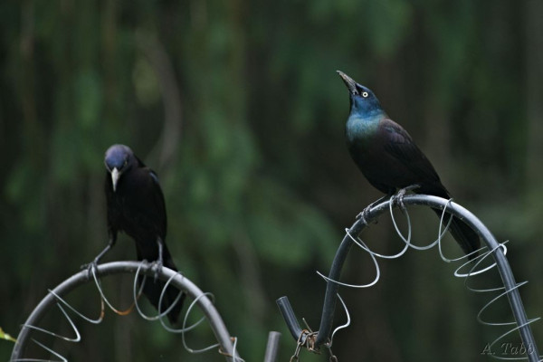 Two medium birds with dark feathers that at iridescent on the chest and head. The grackle closest to us has its head pointed up and the bright yellow eye showing. The grackle furthese from us has its beak down.  Both are perched on bird feeder hooks, 1 per bird.
