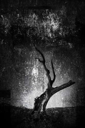 Black and white photo of the husk of a dead tree, with textured overlays.