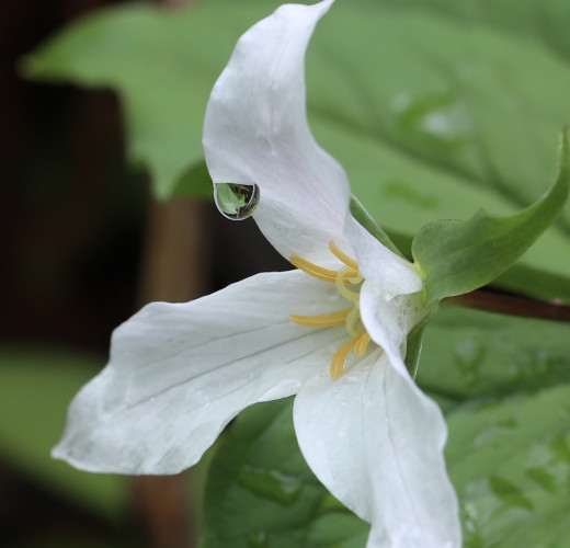 A closeup of a flower with three large white triangular petals. A raindrop is dangling from the tip of a petal. 