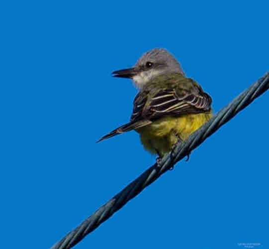 A Kingbird (Tropical or Couch’s) perches on a wire looking over its shoulder at the camera. 