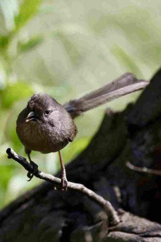 Tiny bird with very long tail, intense eyes and oodles of big bird attitude.
