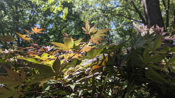 Sunlight shining through leaves at the top of a Japanese Maple. 