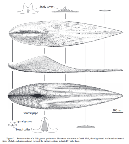 a diagram of Shikamaia from Asato et al. 2017, showing it from the top, from the side, and from the bottom. On top, it has a sloping asymmetrical shape. the clam would have rested on its side, with the hinge cutting down the middle. the bottom was flat and would have rested on the substrate.