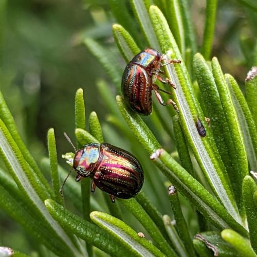 Two small iridescent beetles on a rosemary plant
