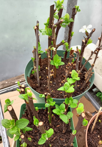 An image of sticks planted into soil in pots. One green round pot and one green  square one are visible at top and bottom of the picture with the edge of another briwn pot just visible on the right. All sticks in the pots are clearly growing new branches, leaves and some have white flowers. These were tree prunings from cherry, plum, pear trees on the community allotment. 