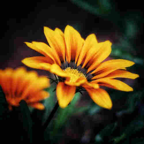 A close up of a bright orange daisy.