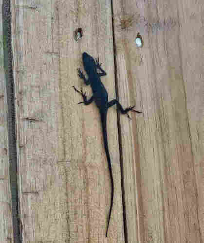 Small black lizard scurried up the side of a wood fence.
