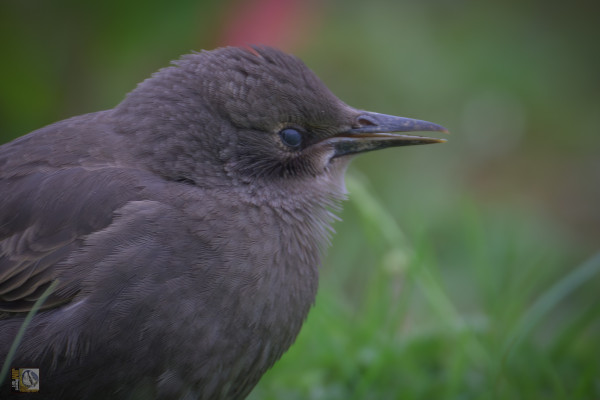 I young bird with its beak partially open