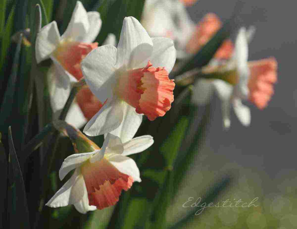 Close up shot of 5-6 daffodils, white petals with deep apricot-colored interior ruffled petals. The first 2 are in focus, the rest out of focus. Soft focus green daffodil leaves in the background,
Morning light is shining through some of the white petals. The daffodils are all facing one direction, toward the light.